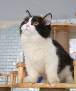 Mèo Anh lông dài tuxedo 5 tháng tuổi.