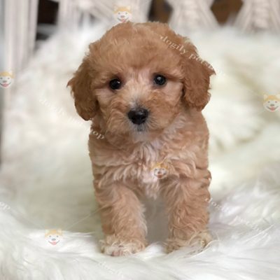 Chó Tiny Poodle màu vàng mơ 2 tháng tuổi