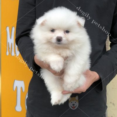 Chó Phốc sóc trắng thuần chủng 2 tháng tuổi
