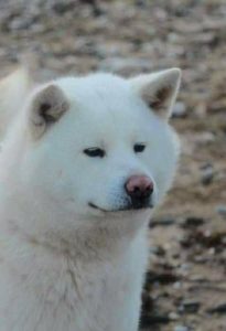 Chú chó Akita Inu Shinichi trắng được Dogily nhập về từ Nga với mức giá 2900 usd chưa bao gồm vận chuyển, hải quan