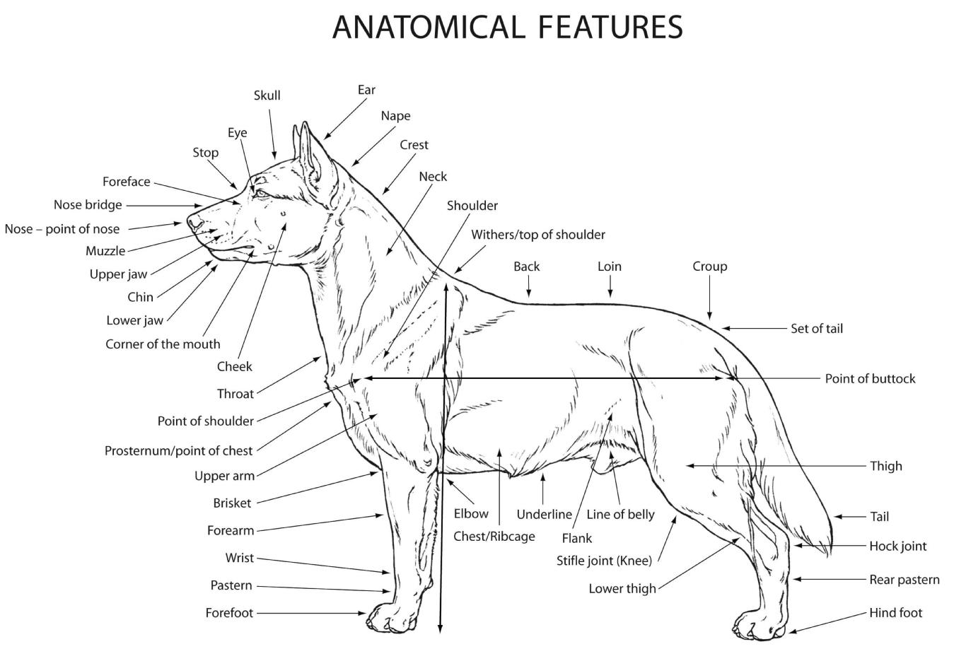 Các tiêu chuẩn về giải phẫu học của chó Akita Inu thuần chủng