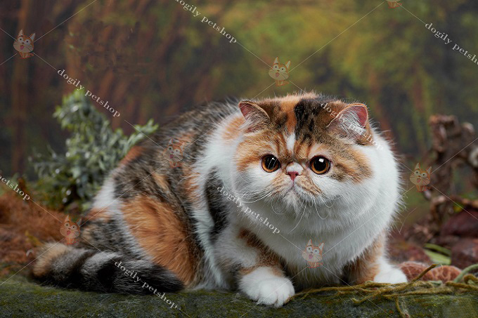 Mèo Ba Tư lông ngắn có màu sắc rất phong phú và đa dạng.