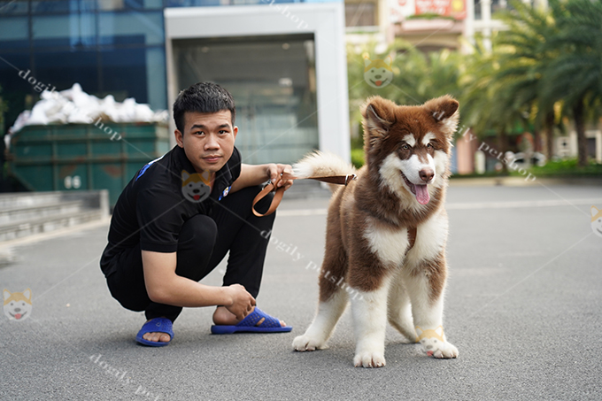 Chó Alaska giá bao nhiêu tiền tại Dogily Petshop Tphcm, Hà ...