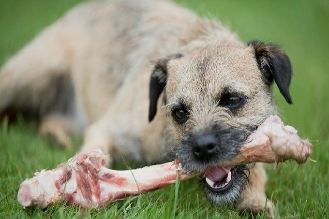 Tủy xương có tốt cho chó không?