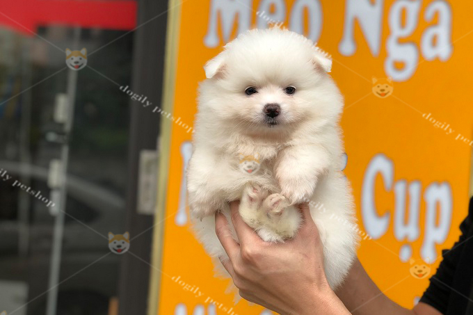 Chó phốc sóc kem trắng 2 tháng tuổi