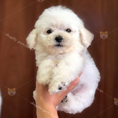 Chó Poodle màu trắng 2 tháng tuổi