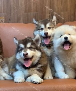 Đàn 4 chó Alaska màu nâu đỏ & màu trắng 2 tháng tuổi