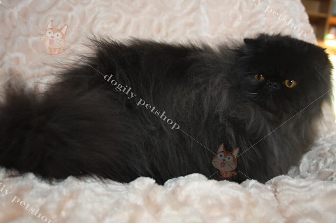 Bài viết này cung cấp cho bạn những thông tin vô cùng chi tiết về mèo Ba Tư đen. Đừng bỏ qua nếu bạn đang tìm hiểu vè dòng mèo đặc biệt này nhé!