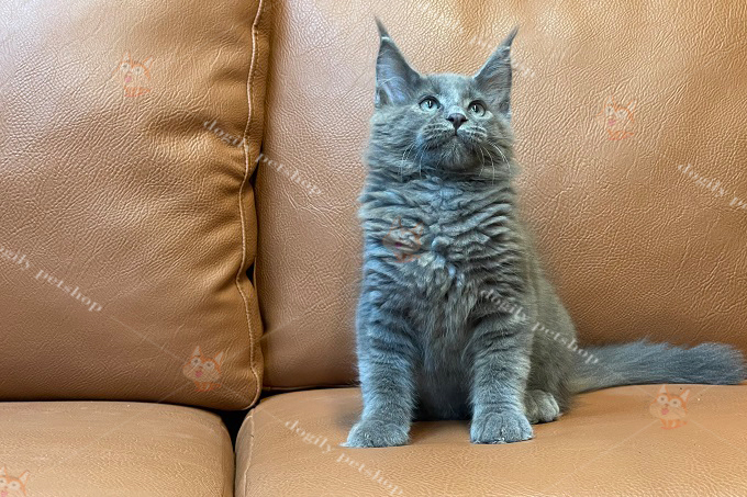 Mèo maine coon màu xám xanh 2 tháng tuổi