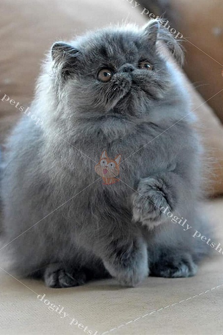 Mèo Ba Tư còn được gọi là giống “mèo mặt tịt” do khuôn mặt rất đặc trưng và đáng yêu của chúng.
