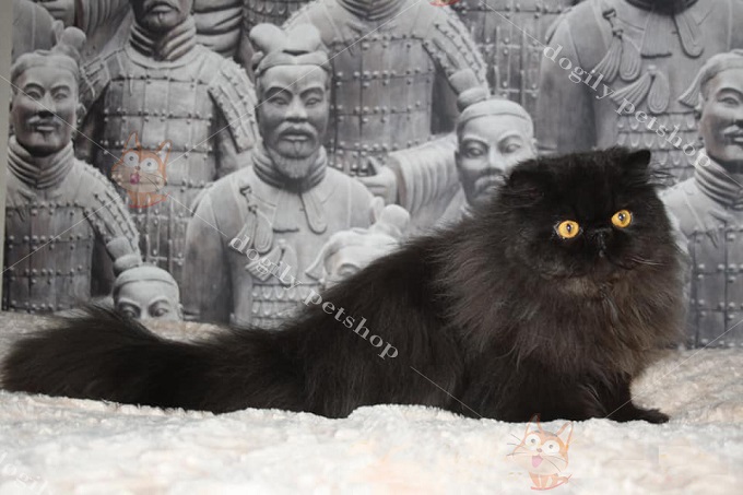 Mèo Ba Tư đen đã xuất hiện tại châu Âu từ nhiều thế kỷ trước. Tuy nhiên hiện nay, các em ấy không được những người yêu thú cưng ưa chuộng như các dòng mèo khác.