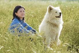 Chú chó lông dài Wasao hòa quyện với con người và thiên nhiên vùng Ajigasawa