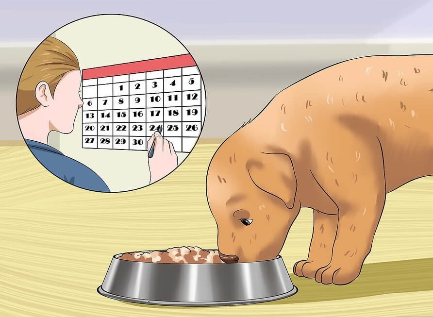 Cách huấn luyện chó đi vệ sinh đúng chỗ: Cho cún cưng ăn đúng bữa theo lịch hàng ngày