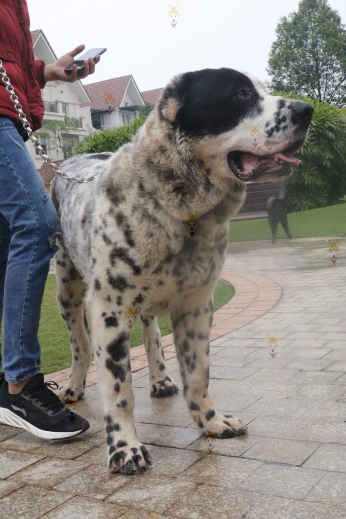 Chó Alabai Khổng Lồ Mua Bán Giá Bao Nhiêu Tại Việt Nam