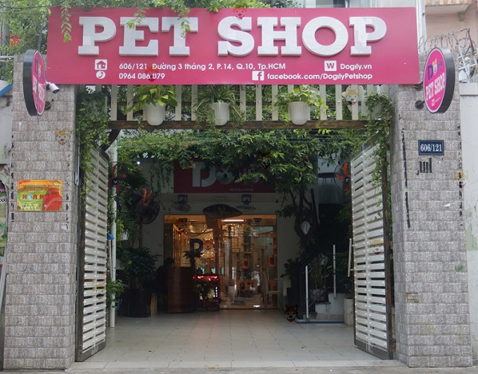 Mua Bán Chó Doberman Pinscher Giá Tốt Nhất – Dogily Petshop Tại TPHCM, Hà Nội