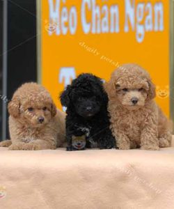 Đàn 3 chó Poodle màu đen, vàng mơ 2 tháng tuổi