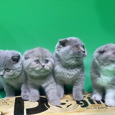 Đàn 4 bé mèo tai cụp xám xanh mặt bánh bao.