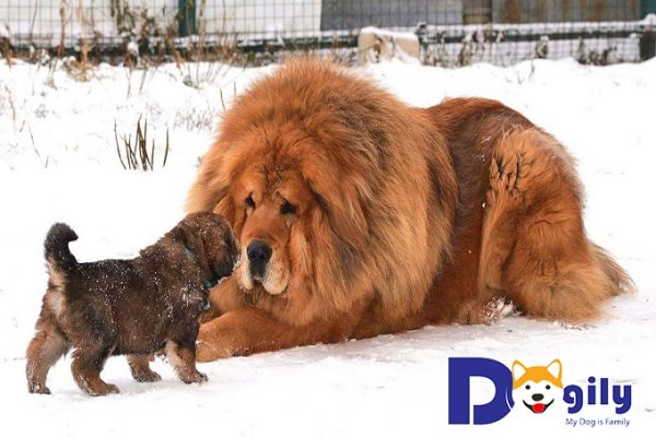 Giống chó to Tibetan Mastiff (ngao Tây Tạng)