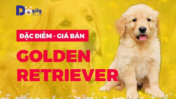Chó Golden