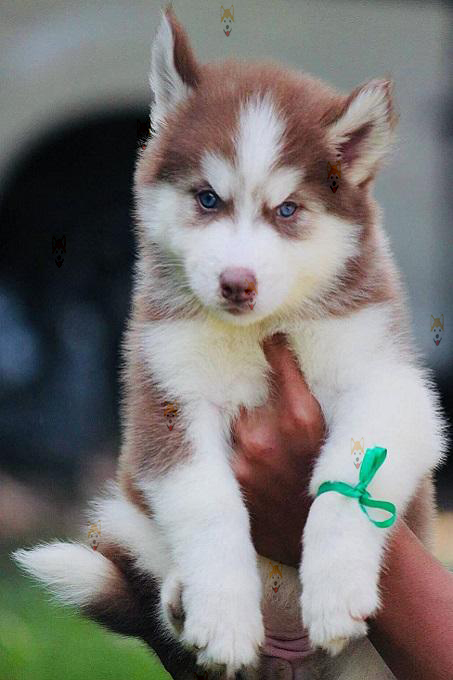 Chó Husky Sibir – Địa chỉ mua bán chó Husky chất lượng tại Dogily Petshop Hà Nội & TpHCM