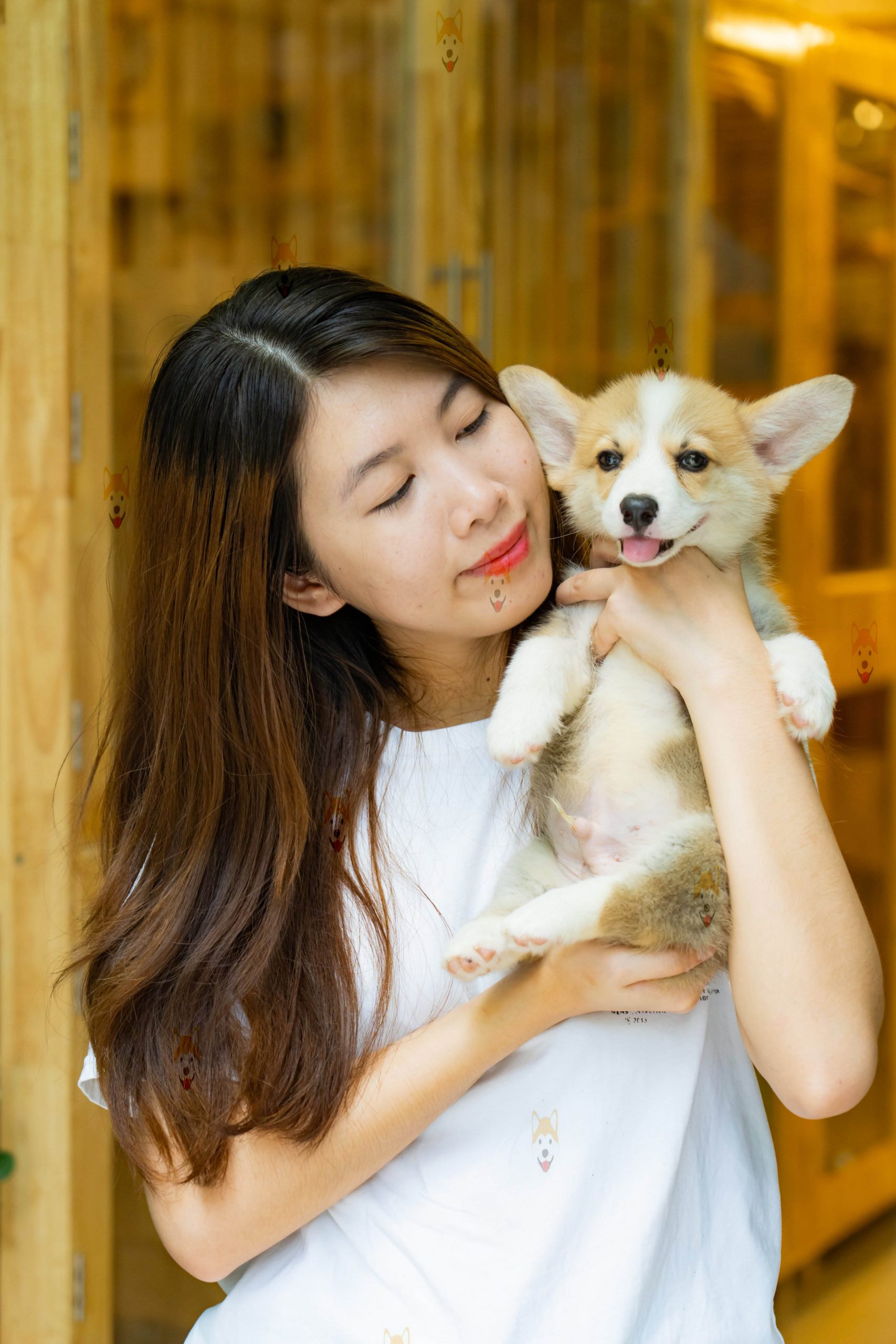 Chó Corgi Pembroke & Cardigan – Mua bán chó Corgi con tại Dogily Petshop Hà Nội, TpHCM