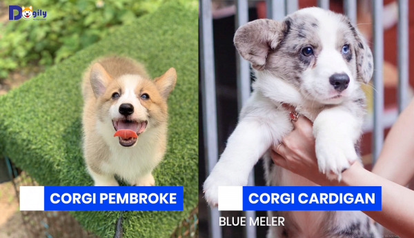 So sánh những nét đặc trưng về hai giống chó Corgi Cardigan Pembroke