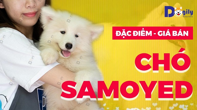 Chó Samoyed
