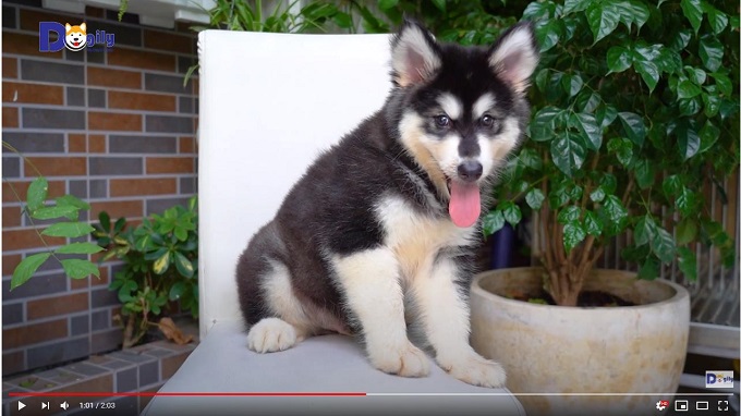 Video Bán chó Alaska con màu đen trắng 2 tháng tuổi tại Dogily Petshop.