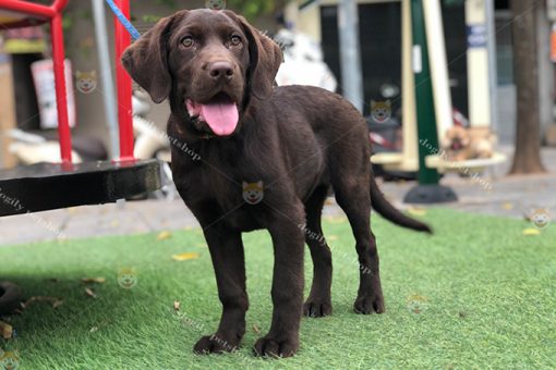 Chó Labrador Retriever màu nâu chocolate 3 tháng tuổi