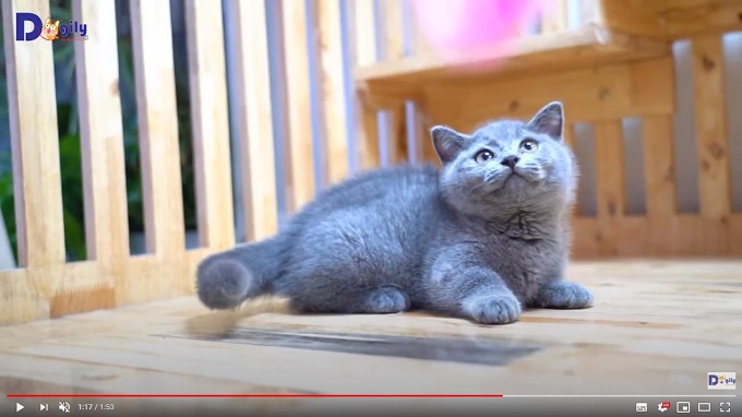 Một bé mèo Aln màu xám xanh chân ngắn được bán trên hệ thống Dogily Petshop.