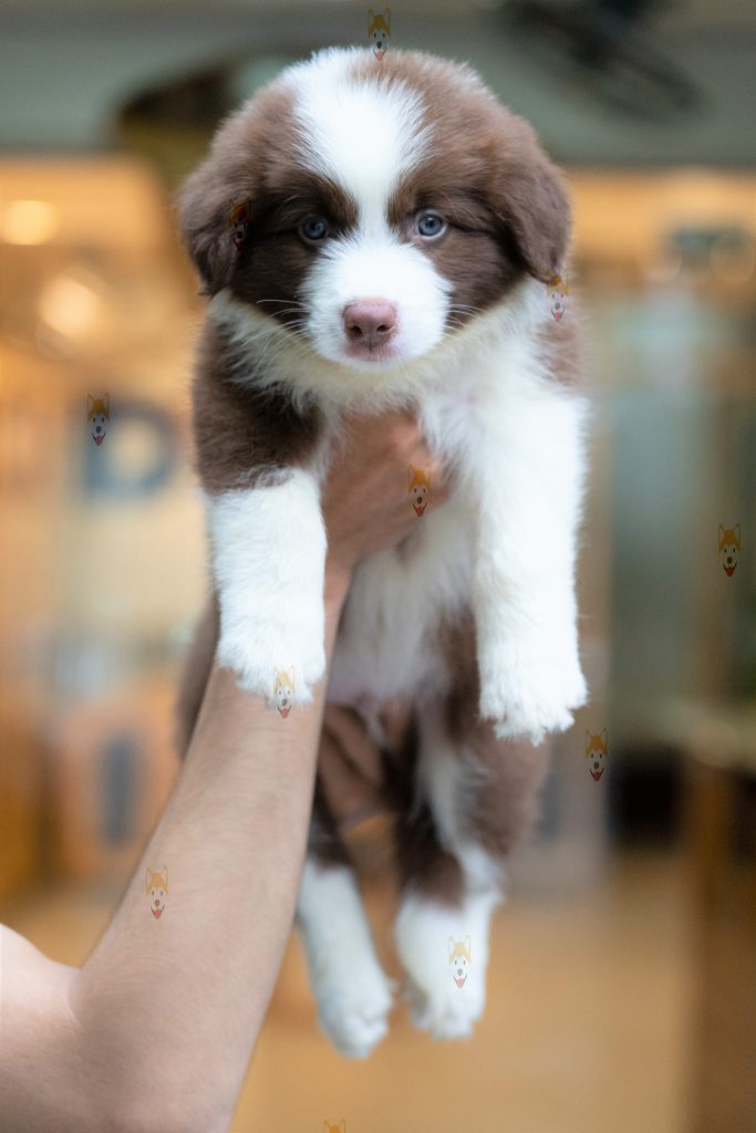 Chó Border Collie thuần chủng – Mua bán chó Border Collie con giá tốt tại Dogily Petshop Hà Nội, TpHCM
