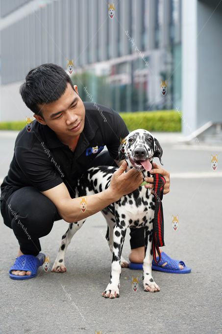 https://dogily.vn/cho-canh/dalmatian/