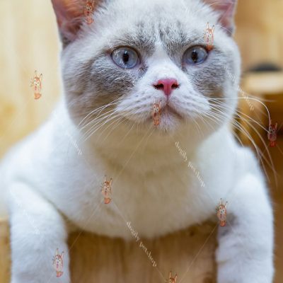 Mèo Anh Lông Ngắn, Giá Mua Bán Mèo ALN Tại DOGILY PETSHOP