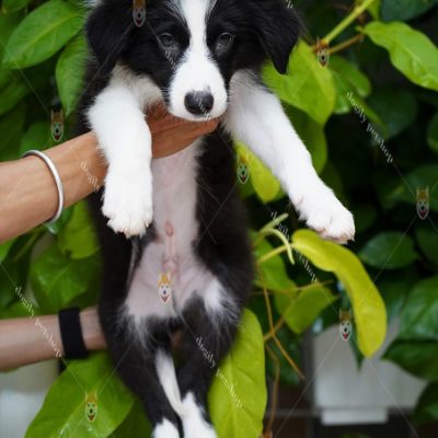 Chó Border Collie thuần chủng – Mua bán chó Border Collie con giá tốt tại Dogily Petshop Hà Nội, TpHCM