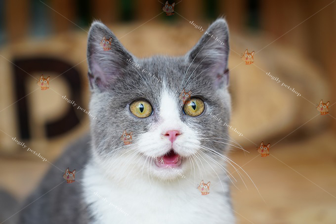 Mắt của mèo Aln xám trắng thường là màu vàng đồng hoặc hổ phách