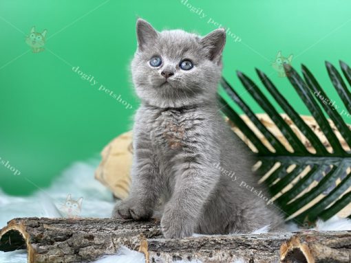 Mèo Anh Lông Ngắn, Giá Mua Bán Mèo ALN Tại DOGILY PETSHOP