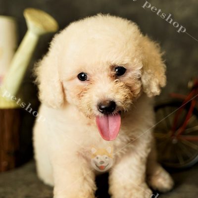 Mua Bán Chó Poodle Giá Tốt Nhất – Dogily Petshop Tại TPHCM, Hà Nội