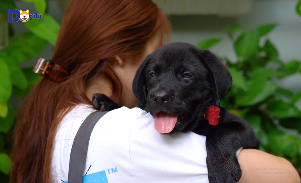Hình nền Video giới thiệu đặc điểm, giá bán chó Alabai tại Dogily petshop Hà Nội, TpHCM