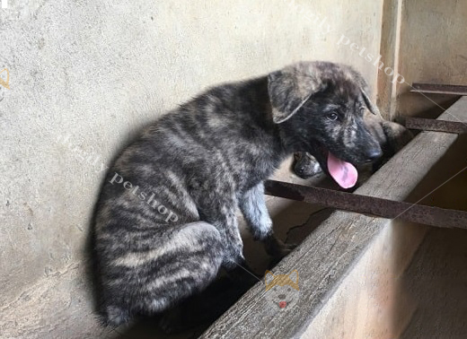Mua bán chó H’mông Cộc con tại Dogily Petshop Hà Nội, TpHCM
