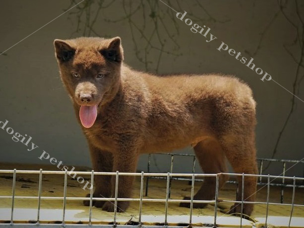 Chó Mông Cộc đuôi con tại Dogily petshop ;