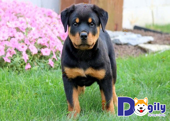 Mua bán chó Rottweiler con thuần chủng, giá tốt – Dogily Petshop tại TpHCM, Hà Nội