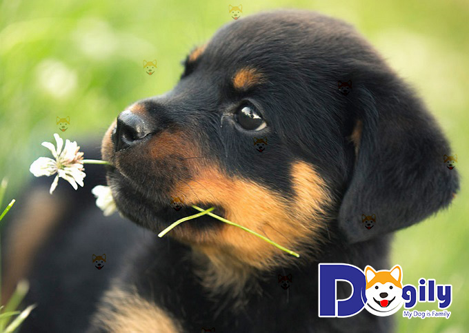 Mua bán chó Rottweiler con thuần chủng, giá tốt – Dogily Petshop tại TpHCM, Hà Nội