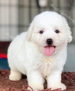 Chó Poodle màu trắng -Dogily petshop