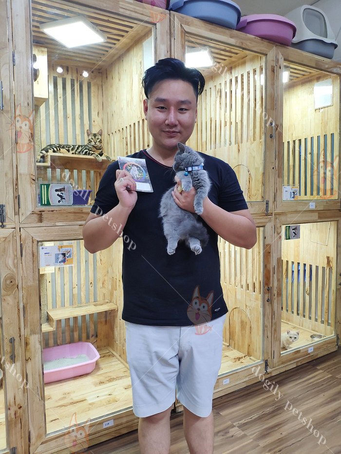 Mèo Munchkin chân ngắn: Giá cả, địa chỉ mua bán mèo Munchkin uy tín tại Hà Nội và TPHCM