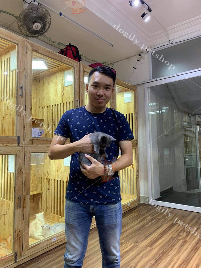 Mèo Munchkin chân ngắn: Giá cả, địa chỉ mua bán mèo Munchkin uy tín tại Hà Nội và TPHCM