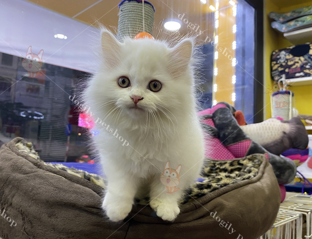 Mua bán mèo Anh lông dài con thuần chủng màu trắng tại Dogily Petshop TpHCM, hà Nội