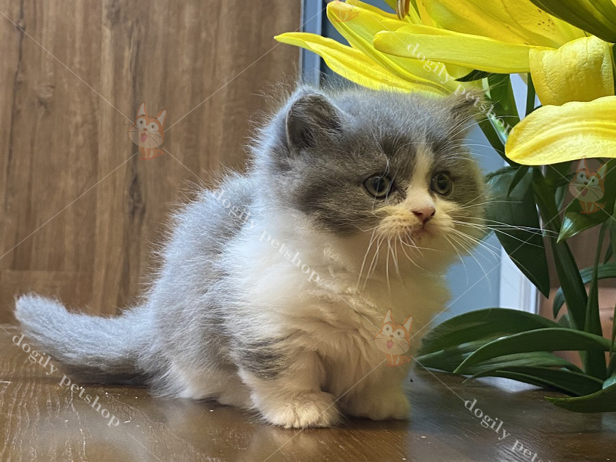 Bé mèo Munchkin con thuần chủng màu Bicolor - Dogily Petshop