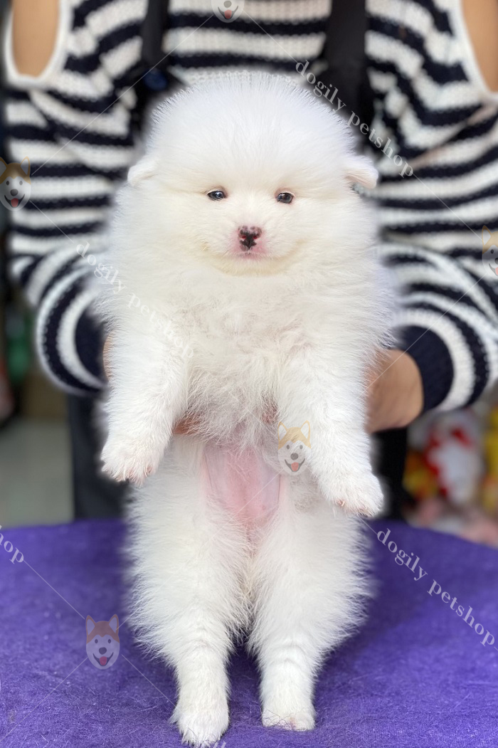 Mua bán chó Phốc sóc con thuần chủng màu lông trắng tại Dogily Petshop Hà Nội, TpHCM