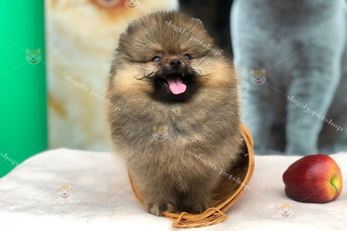 Chó Pomeranian màu orange