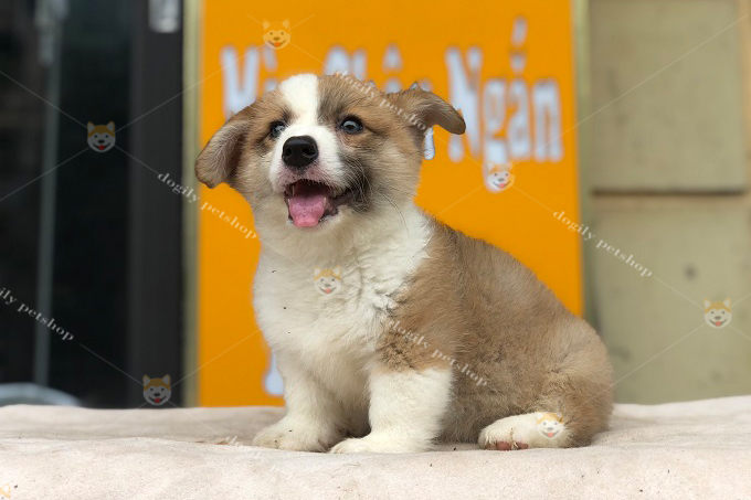 Chó Corgi màu vàng trắng 2 tháng tuổi